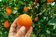 Ripe orange fruit in male hand and orange tree at the background.