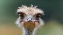 Closeup Of An Ostrich With Its Head Low A Fierce Look In Its Eye As It Defends Its Young From A Potential Threat