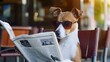 Adorable canine with trendy eyewear leisurely perched on chairs, absorbed in reading a newspaper