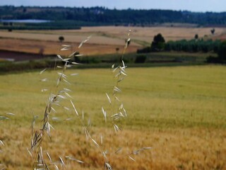 Poster - paesaggio rurale