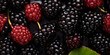 Closeup of bed of delicious blackberries and green leafs, Fresh juicy organic dewberry background Ripe blackberries background, A group of delicious blackberries upclose. 