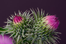 The Beauty Of The Thistle Flower