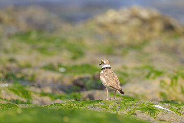 Wall Mural - A Little Ringed Plover standing on the beach