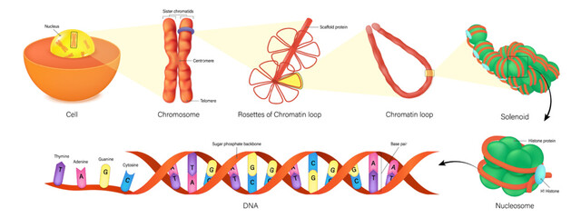 Poster - Cell, Chromosome structure, rosettes of chromatin loop, solenoid, nucleosome and DNA(Deoxyribonucleic Acid). Thymine, Adenine, Guanine, Cytosine, Sugar phosphate backbone and base pair. 