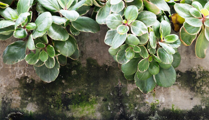 Green creeping plant on cement wall