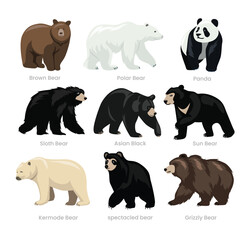 Different types of bear set collection, domestic bear cartoon, beast predator reptile animals, vector illustration, suitable for education poster infographic guide catalog, flat style.