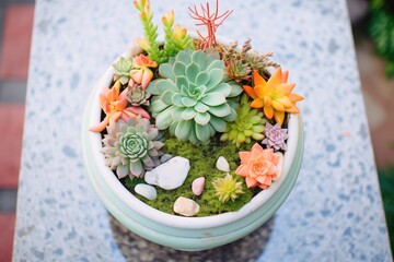 Poster - top-down view of succulent arrangement workshop