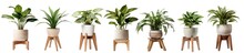 Set Of Indoor Plants In Pots On Wooden Stools, Cut Out