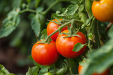 Fototapeta Kuchnia - Tomatoes growing on the farm outdoors. Tomatoes lying on a pile on top of each other, tomato texture. Selective focus. Close up of cherry tomatoes growing in a vegetable garden