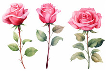 Rose Flower In Valentine Day