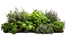 Featuring Classic Aromatic Herb Garden On Isolated Background