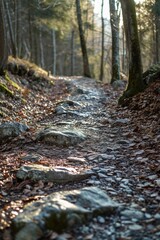 Poster - A path in the woods with rocks and leaves on the ground. Suitable for nature and outdoor themed designs