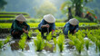 A visually rich image of farmers in traditional attire working in harmony in a rice field, using age-old techniques in conjunction with modern tools to cultivate and plant rice see