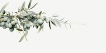 Wild Olive Branches On Gray Background. Copy Space.