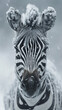 zebra in the snow