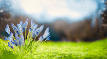 Beautiful Blue Grape Hyacinths Flowers In Green Grass Of Park Or Garden. Springtime Nature Background, Outdoor. Banner