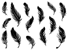 Set Of Detailed Majestic Feather Collection. Bird Feather Black Silhouettes. Plumelet Collection. Vector Isolated On White