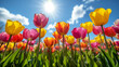 A field full of colourful tulip flowers and the shining sun
