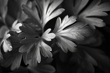 Poster - A black and white photo showcasing a leafy plant. Perfect for adding a touch of nature to any design project