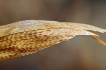 Poster - A detailed view of a leaf with water droplets. Perfect for nature-themed projects or illustrating the beauty of dewdrops on plants