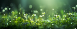 Fototapeta  - A lush field of clovers with translucent white flowers glistening under the radiant glow of a spring morning
