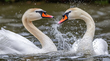 Swan And Cygnets