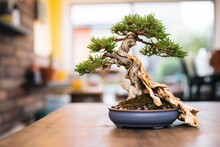 Bonsai Tree With Exposed Roots During Repotting