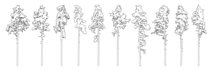 Wall Mural - Contour of tall coniferous trees, set of beautiful pine trees. Vector illustration.