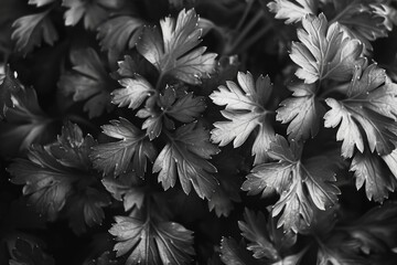 Poster - A close-up view of a bunch of leaves. Suitable for various nature-themed projects