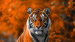 Tigre laranja - Papel de parede
