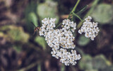 Fototapeta  - Zdjęcie makro kwiatu krwawnika z pszczoła.  A macro photo of a yarrow flower with a bee. 