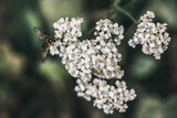 Fototapeta  - A macro photo of a yarrow flower with a bee.  Zdjęcie makro kwiatu krwawnika z pszczoła. 