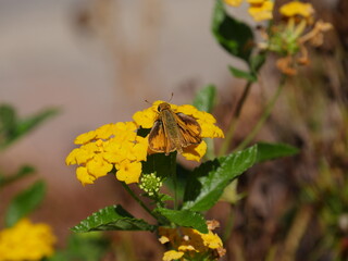 Butterfly on the yellow flower (Lantana camara)