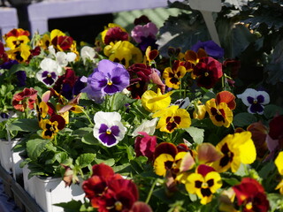 Wall Mural - Colorful pansy flowers in a flowerbed in the garden.