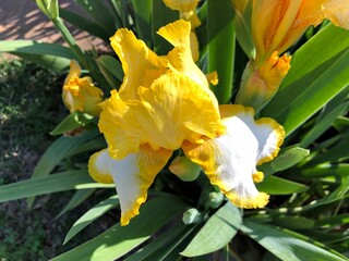 Wall Mural - Beautiful yellow iris flowers in the garden on a sunny day