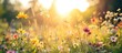 Flowers and plants lit by sunlight in late afternoon beautiful nature in meadow. Copy space image. Place for adding text