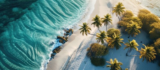 Poster - Eagle Beach Aruba Palm Trees on the shoreline of Eagle Beach in Aruba an aerial drone view at the beach from above. Copy space image. Place for adding text