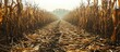 Dry maize field after a long drought period. Copy space image. Place for adding text