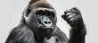 © Ilgun - Funny image of a young gorilla sticking up its middle finger. Copy space image. Place for adding text