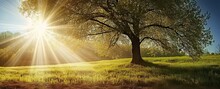 Lone Oak Tree Standing Tall In Sunlit Meadow Nature Landscape With Green Grass Under Summer Sky Beautiful Sunrise Countryside Park Outdoor Environment Single Large Tree With Fresh Organic In Field
