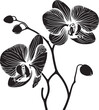 Orchid Flower Silhouette of vector illustration