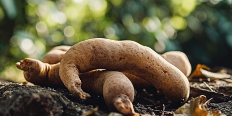 Poster - A pile of potatoes sitting on top of a pile of dirt. Suitable for culinary, gardening, or agricultural themes