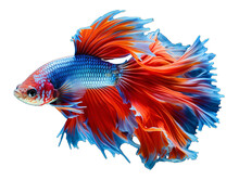 A Blue And Orange Fish