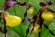 Gelbe Frauenschuh oder Gelb-Frauenschuh (Cypripedium calceolus) wildwachsende Orchideenart, Südtirol, Italien