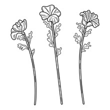 Set Mallow Flowers Sketch. Blooming Bud On Stem. Hand Drawn Line Art Illustration.