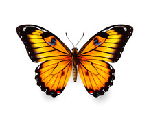 A Close-up Portrait Of A Beautiful Butterfly From Above. A Butterfly With A Color Combination Of Orange, Black, And White. Isolated Within A White-colored Background. Created With Generative AI.