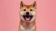 photo portrait of a happy Shiba Inu dog with its tongue hanging out on a light pink background