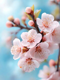 Fototapeta Kwiaty - branches of blossoming cherry against background of blue sky, Pink sakura flowers, dreamy romantic image spring