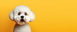 Bichon looking surprised, reacting amazed, impressed, standing over yellow background