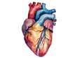 Human anatomical heart, realistic watercolor style, isolated on white background. AI generated.